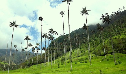 Paz Caryl Ferey Bibliotheque Municipale De Saint Jorioz